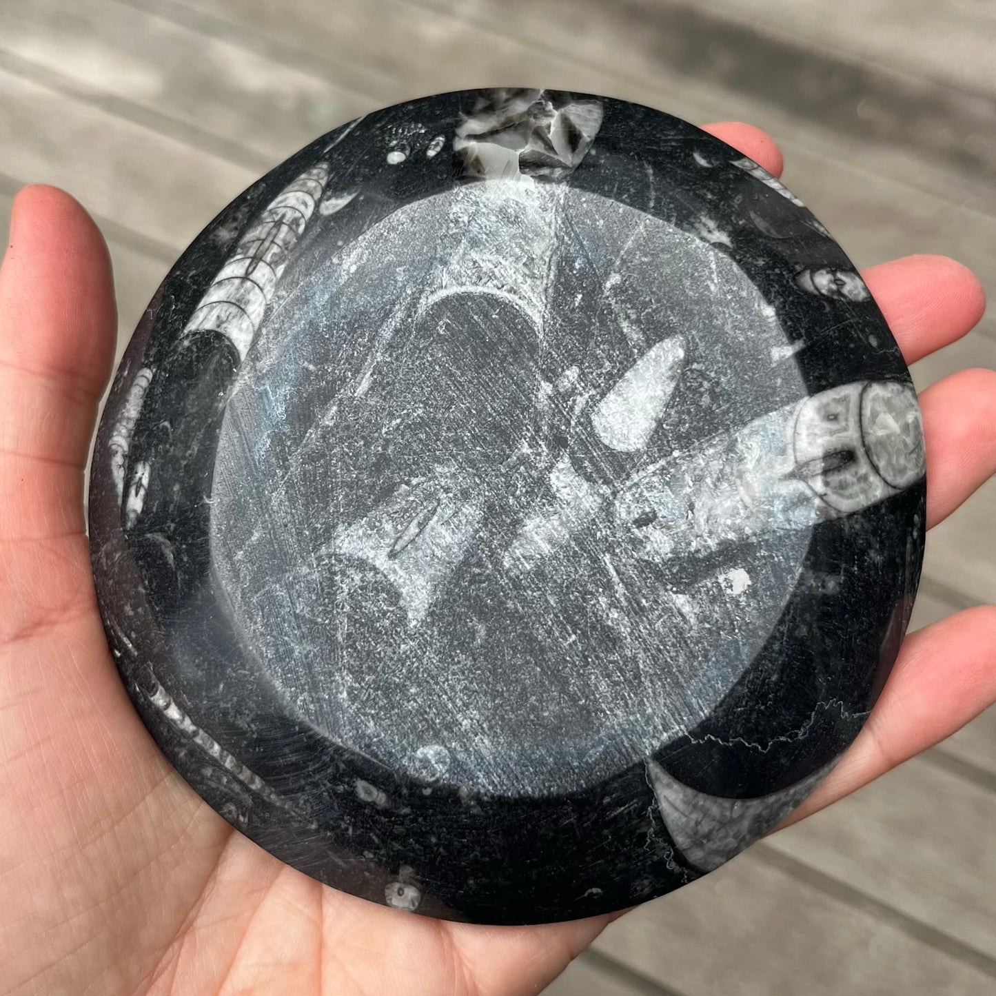 Goniatite Fossil Small Dish - Ancient, Grounding, Strength