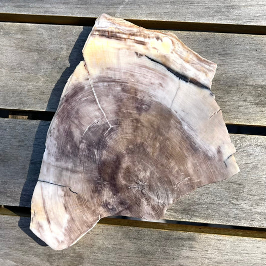 Petrified Wood Slab Crystal - Grounding, Ancient, Connection