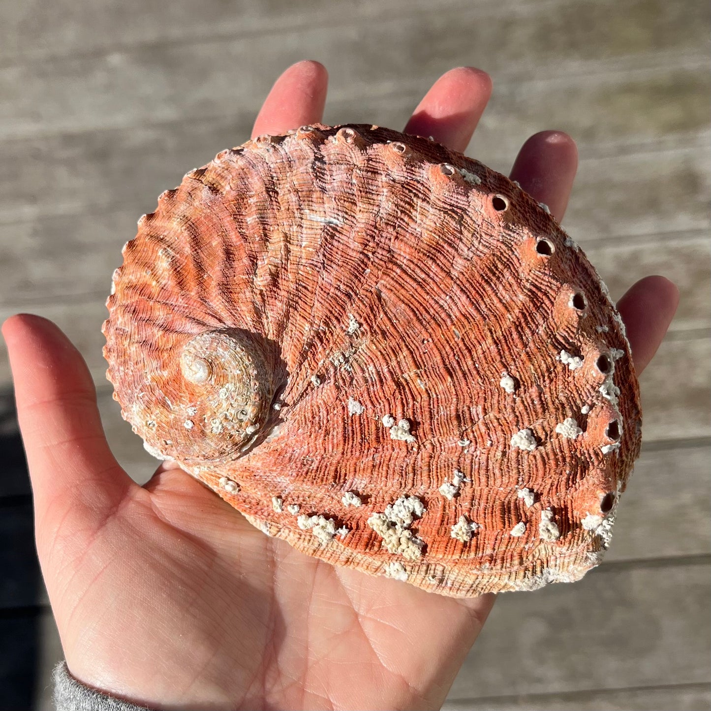Abalone Shell Dish - Insight, Calm, Grounding