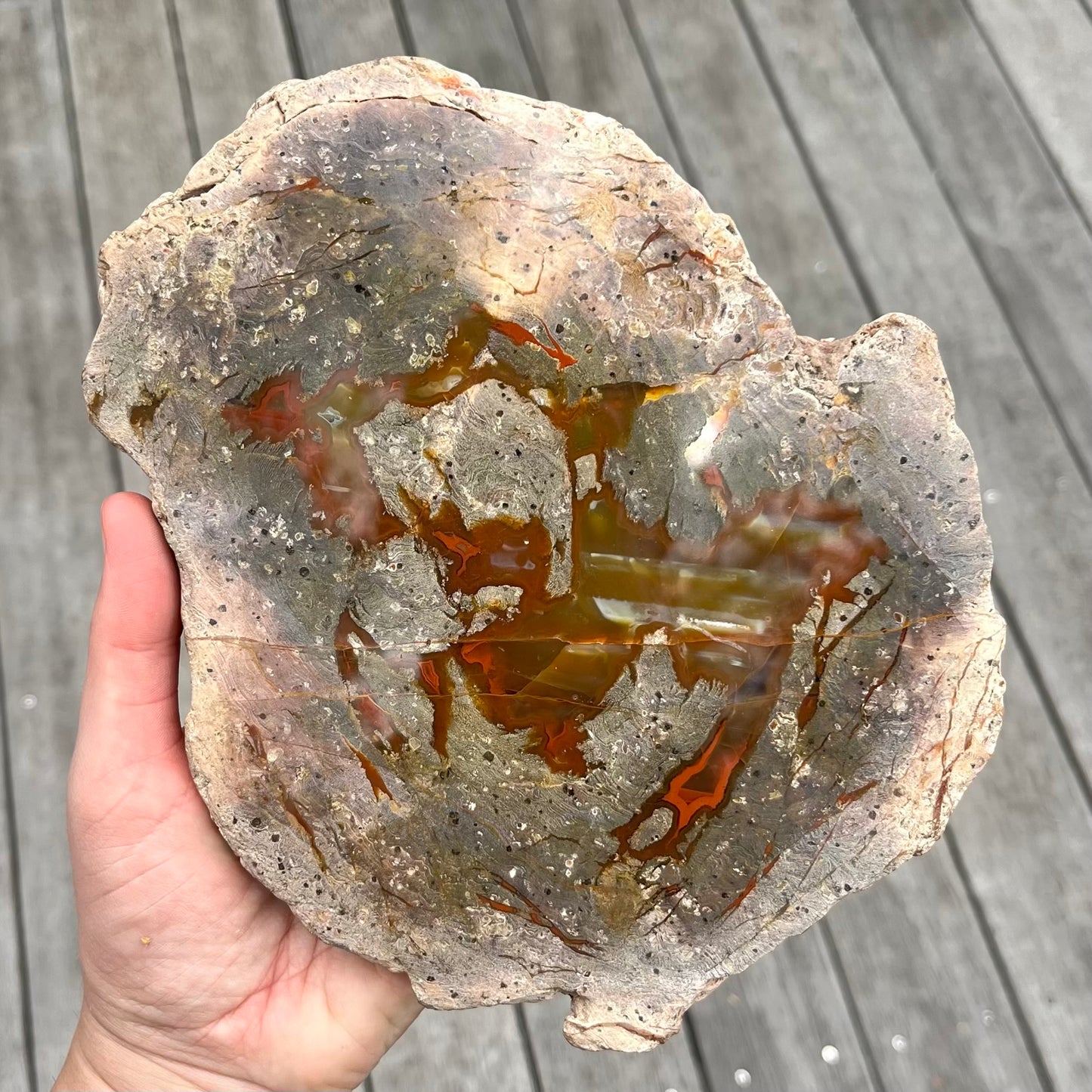 Petrified Wood XXL Slab Crystal - Grounding, Stabilising