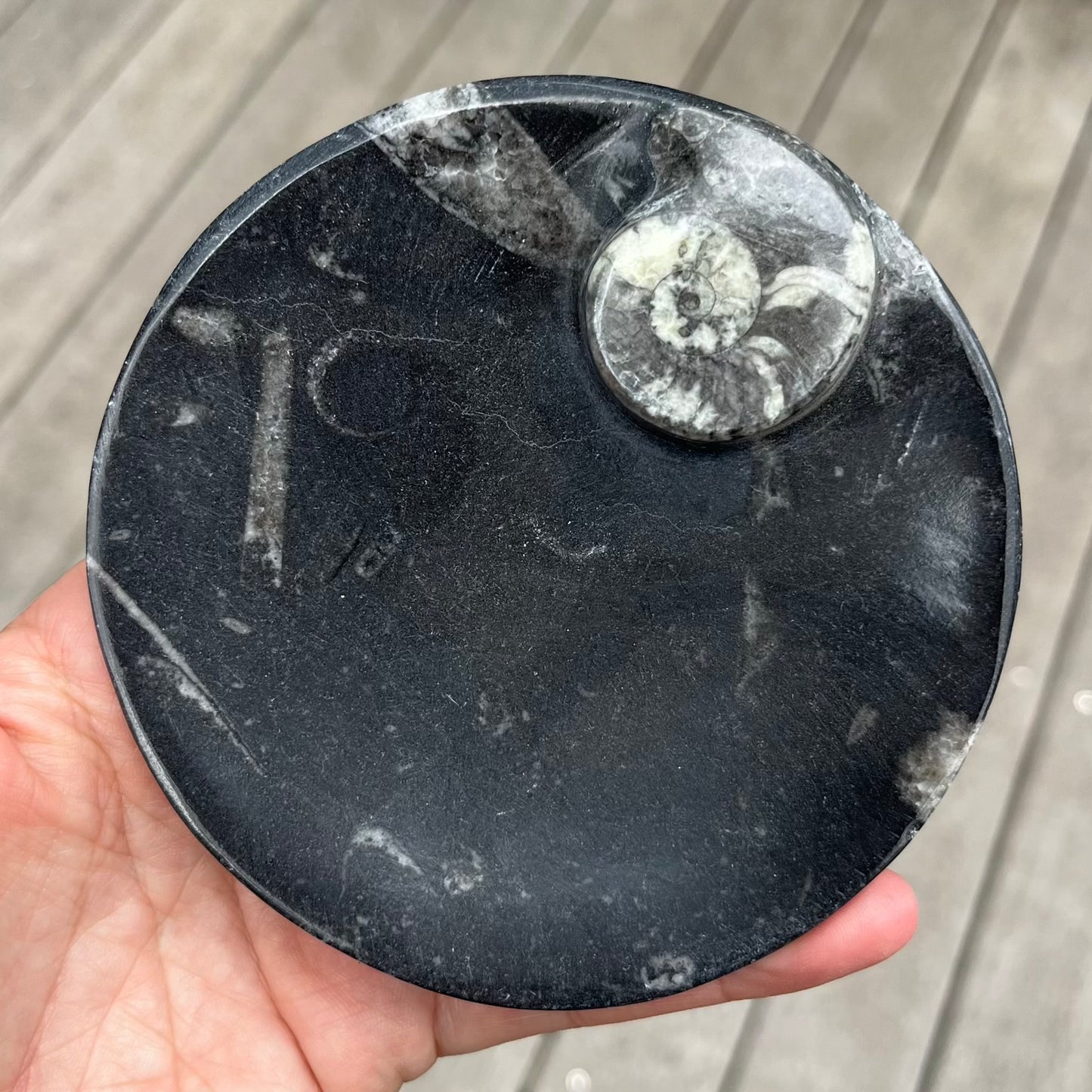 Goniatite Fossil Small Dish - Ancient, Grounding, Strength