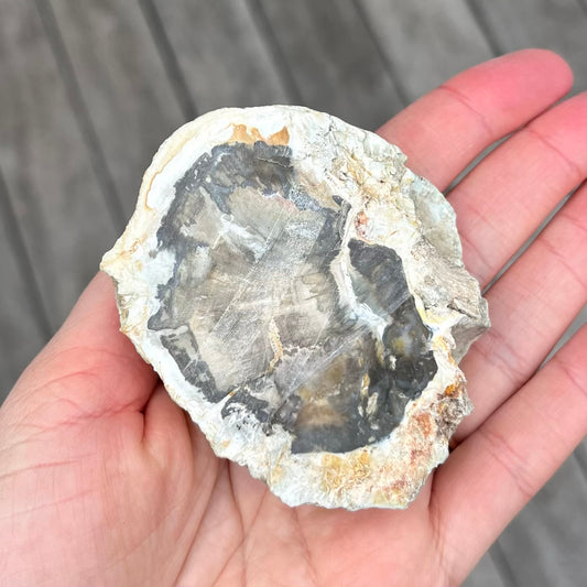 Petrified Wood Small Slab Crystal - Grounding, Stabilising