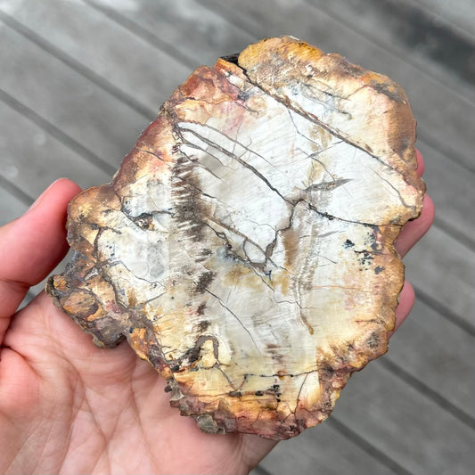 Petrified Wood Medium Slab Crystal - Grounding, Stabilising