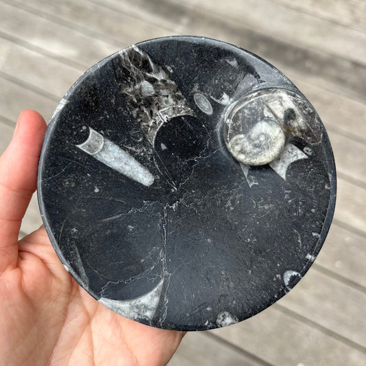 Goniatite Fossil Small Dish - Ancient, Grounding, Strength