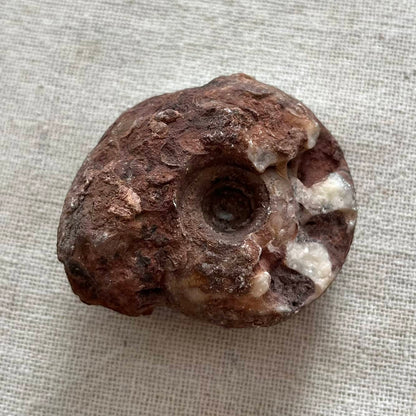 Ammonite Raw Fossil