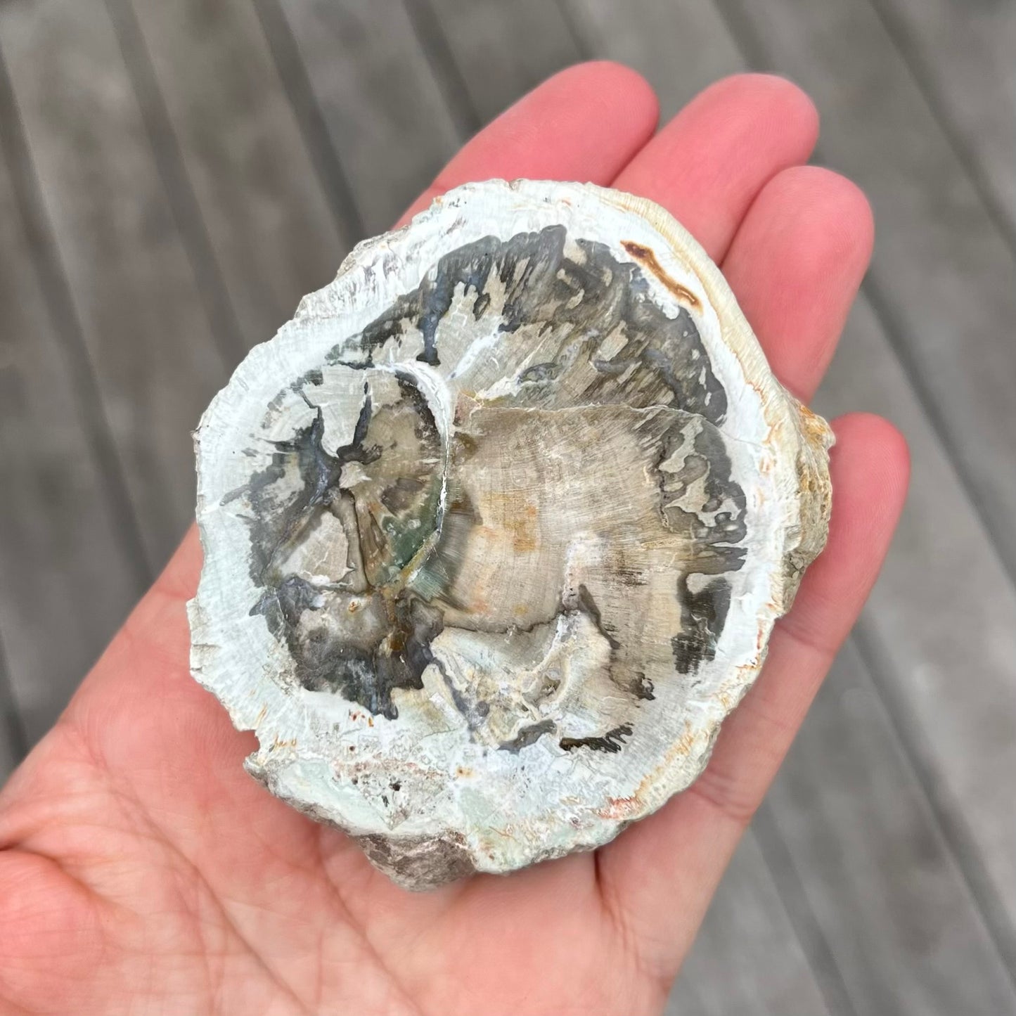 Petrified Wood Small Slab Crystal - Grounding, Stabilising