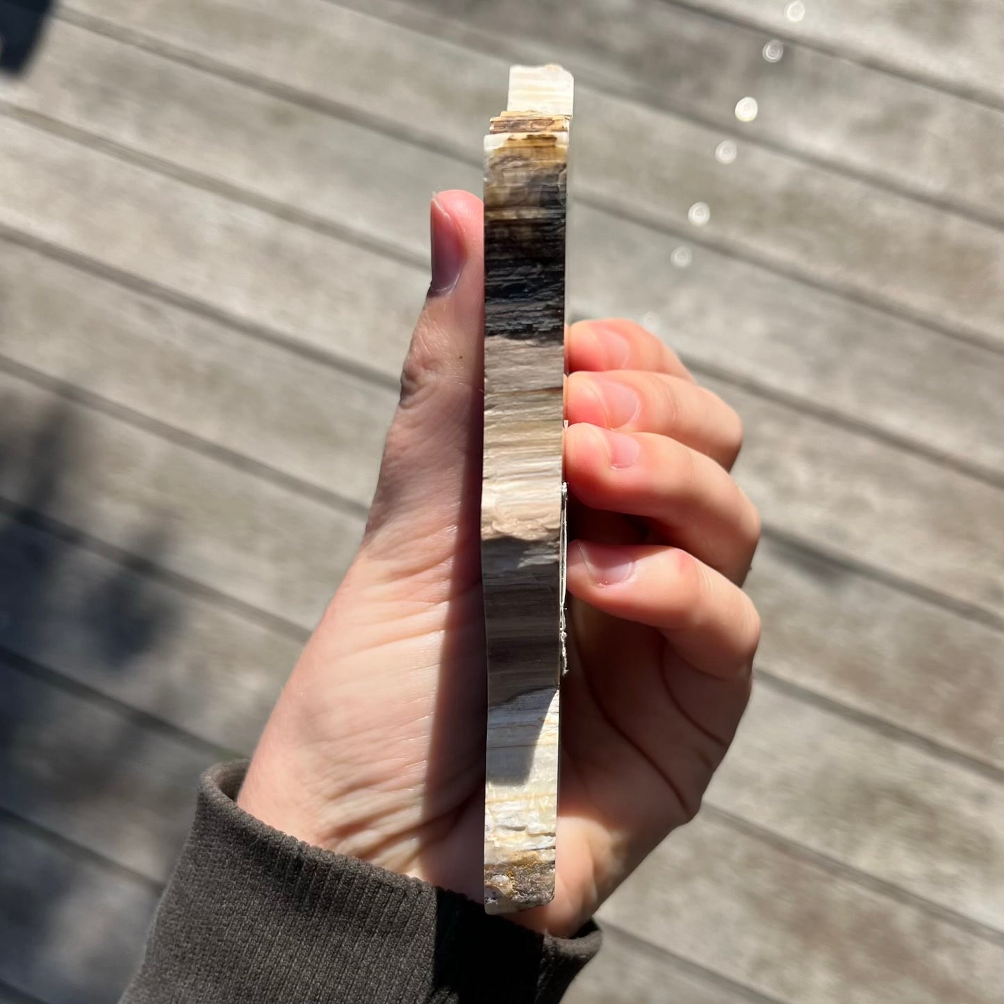 Petrified Wood Slab Crystal - Grounding, Ancient, Connection
