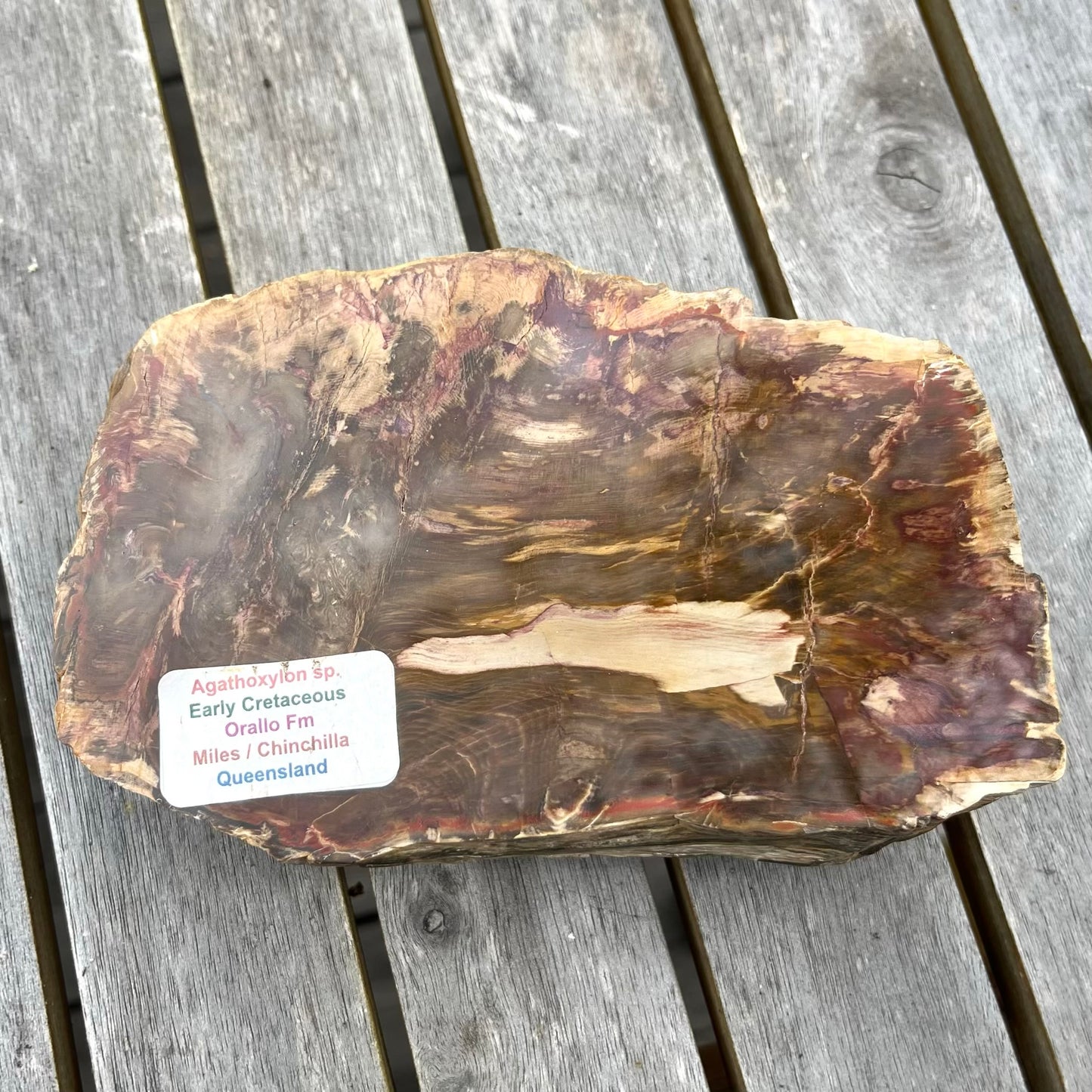 Petrified Wood XL Slab Crystal - Grounding, Stabilising