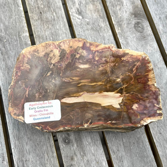 Petrified Wood XL Slab Crystal - Grounding, Stabilising