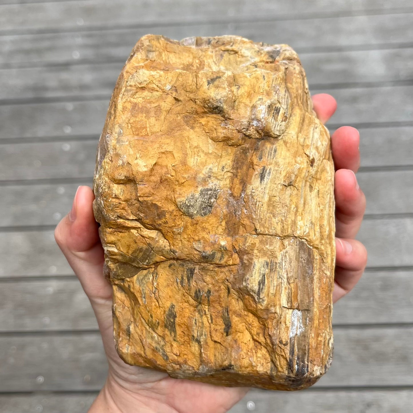 Petrified Wood XL Slab Crystal - Grounding, Stabilising