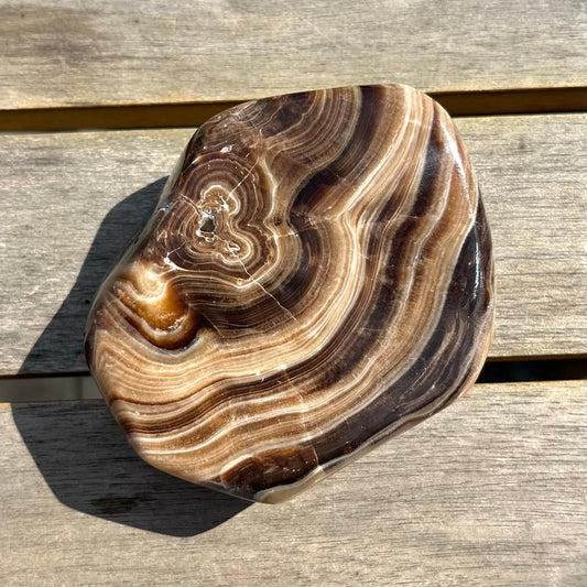 Petrified Wood Slab Crystal - Grounding, Ancient, Connection