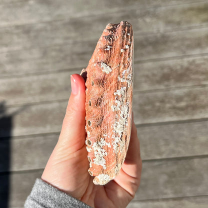 Abalone Shell Dish - Insight, Calm, Grounding