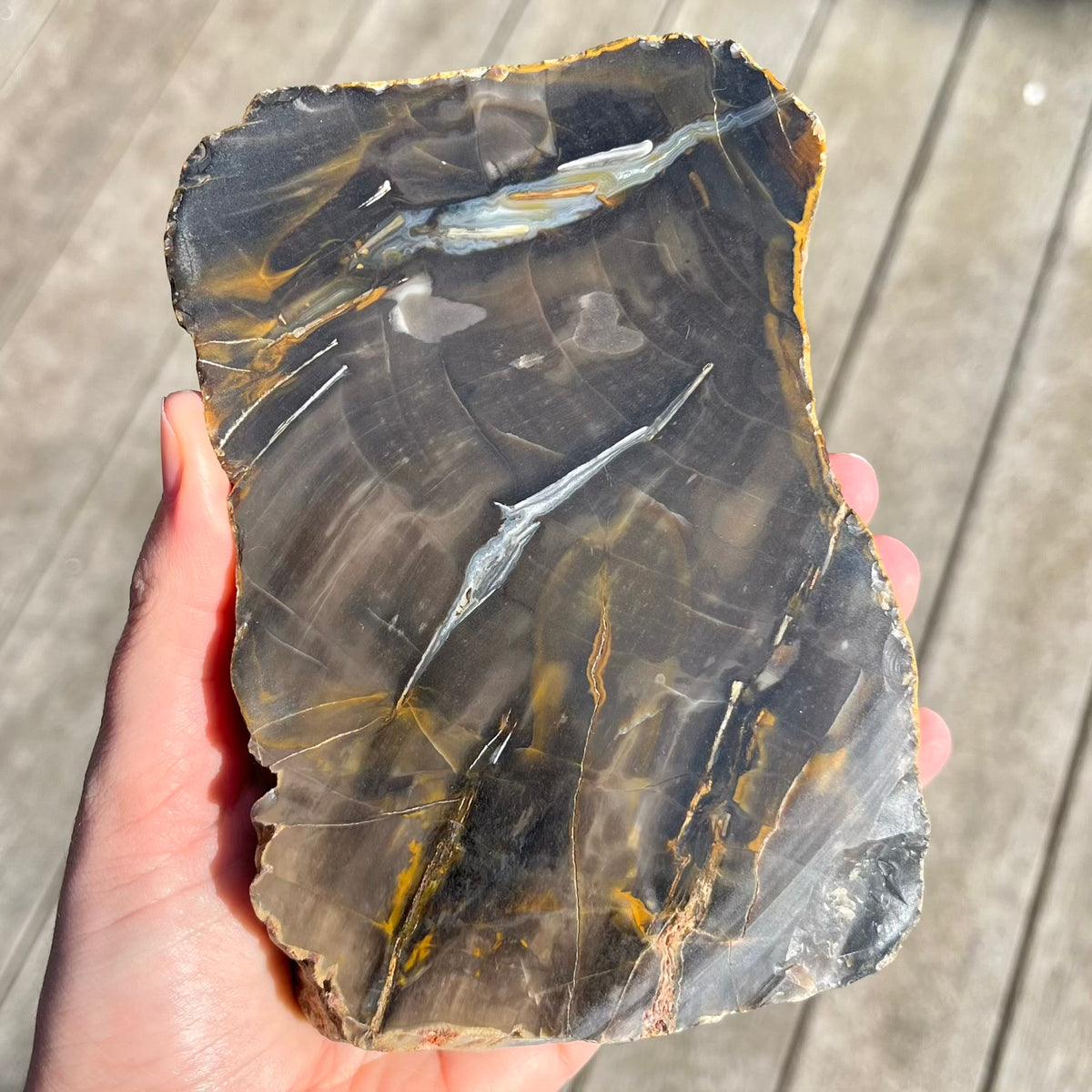Petrified Wood Large Slab Crystal -  Patience, Wisdom