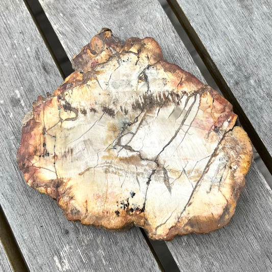 Petrified Wood Medium Slab Crystal - Grounding, Stabilising