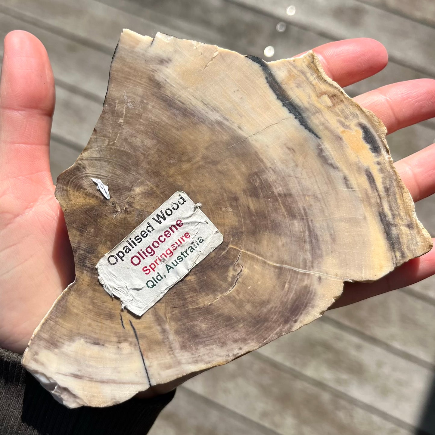 Petrified Wood Slab Crystal - Grounding, Ancient, Connection
