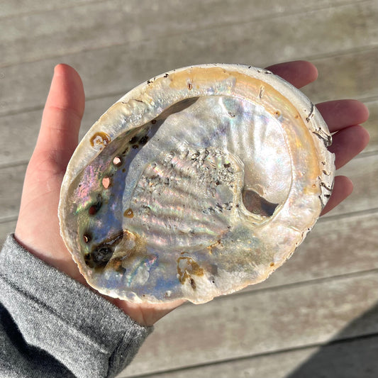Abalone Shell Dish - Insight, Calm, Grounding