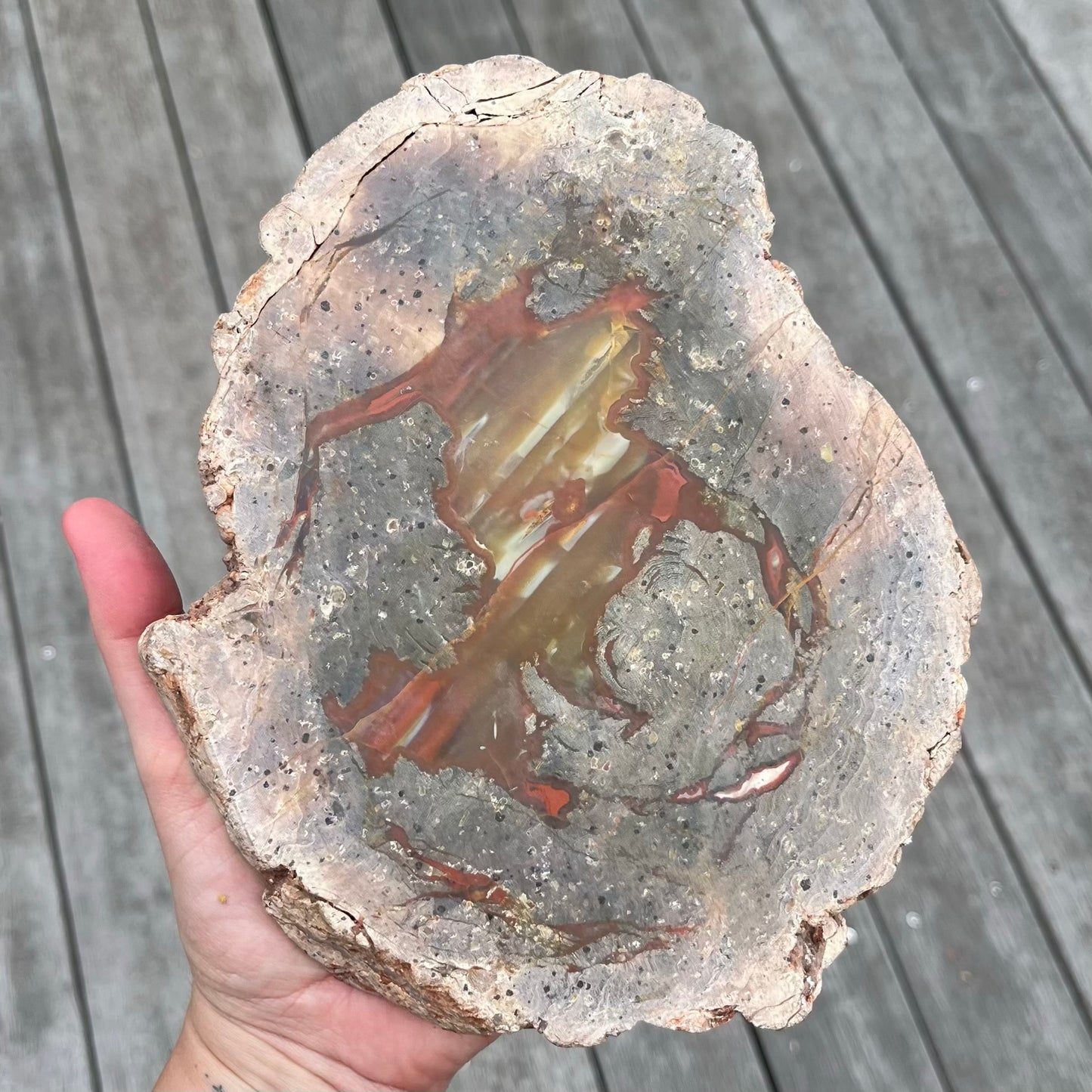 Petrified Wood XXL Slab Crystal - Grounding, Stabilising
