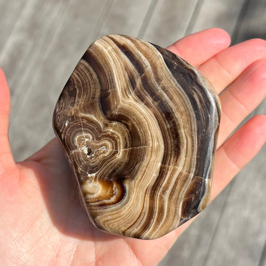 Petrified Wood Slab Crystal - Grounding, Ancient, Connection
