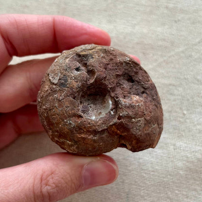 Ammonite Raw Fossil