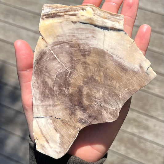 Petrified Wood Slab Crystal - Grounding, Ancient, Connection