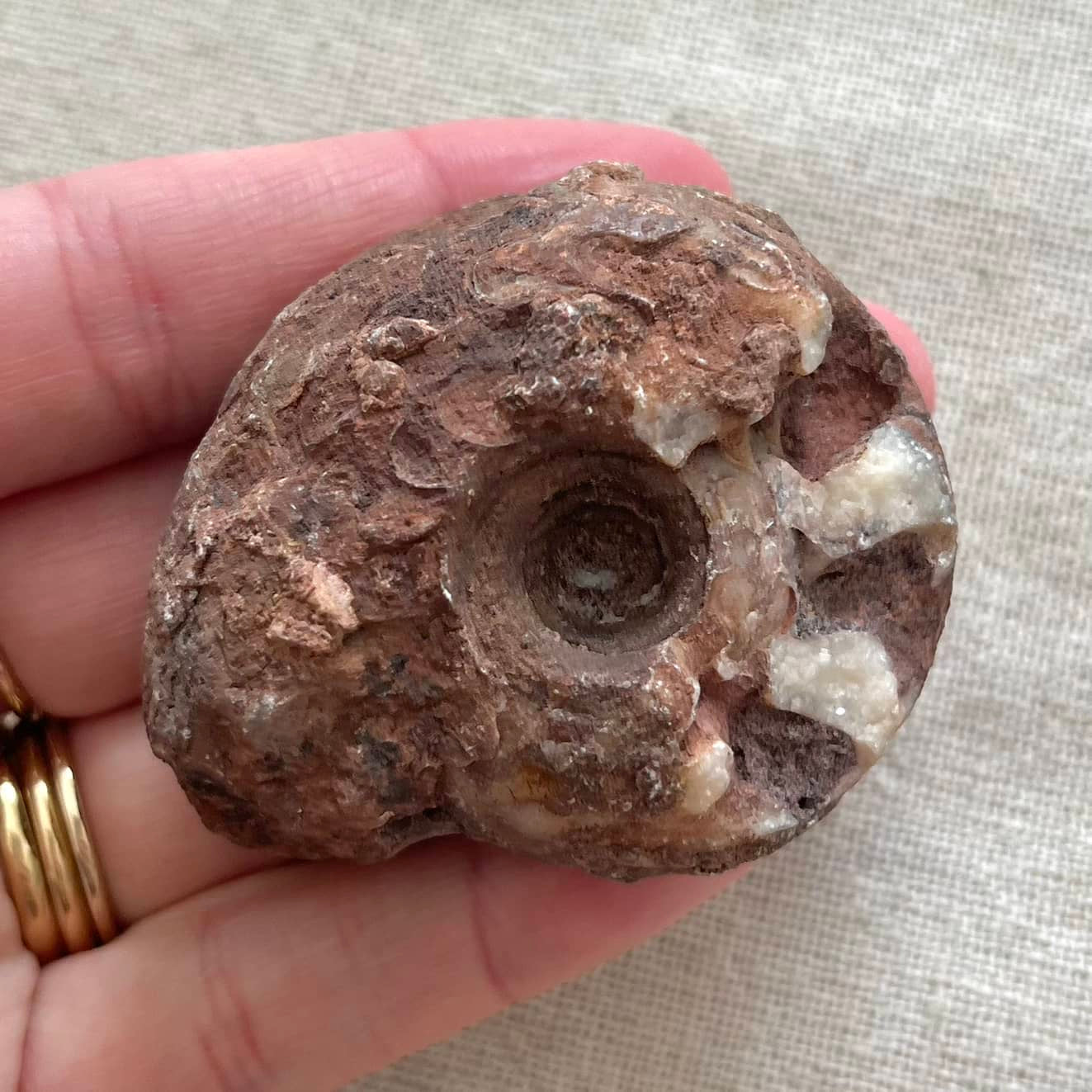 Ammonite Raw Fossil
